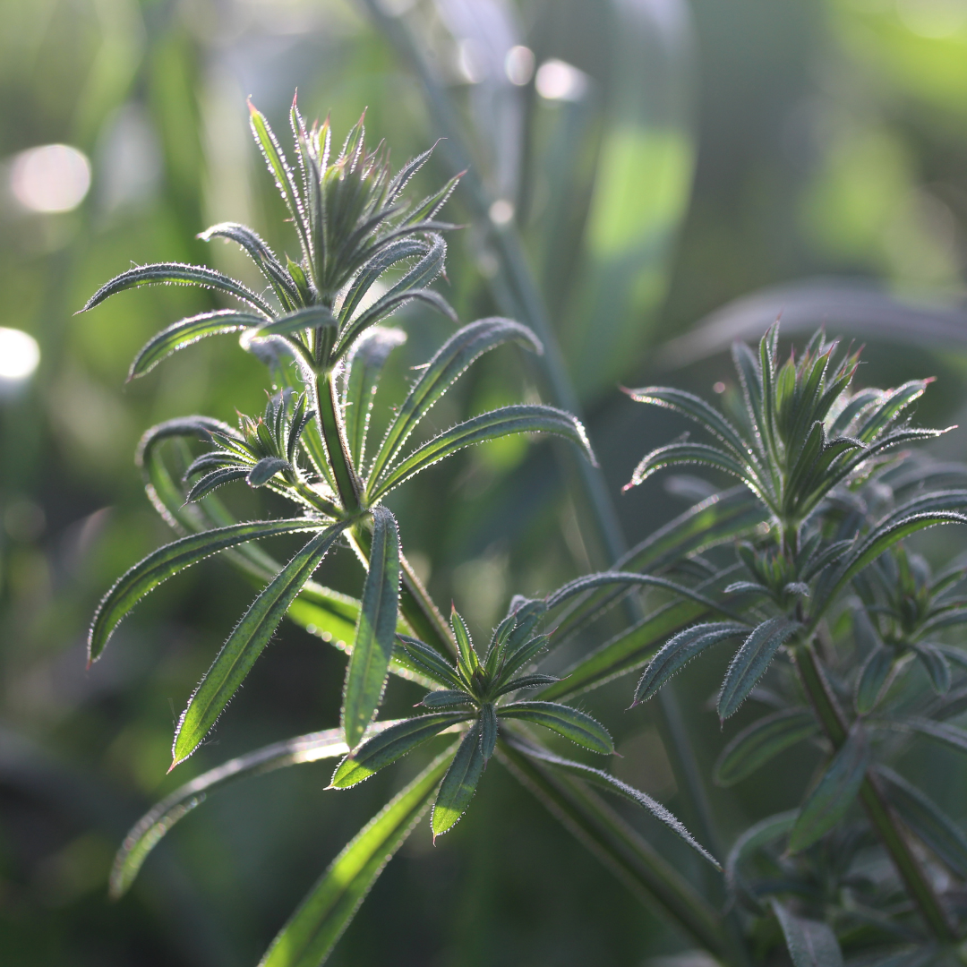 Cleavers - the velcro plant