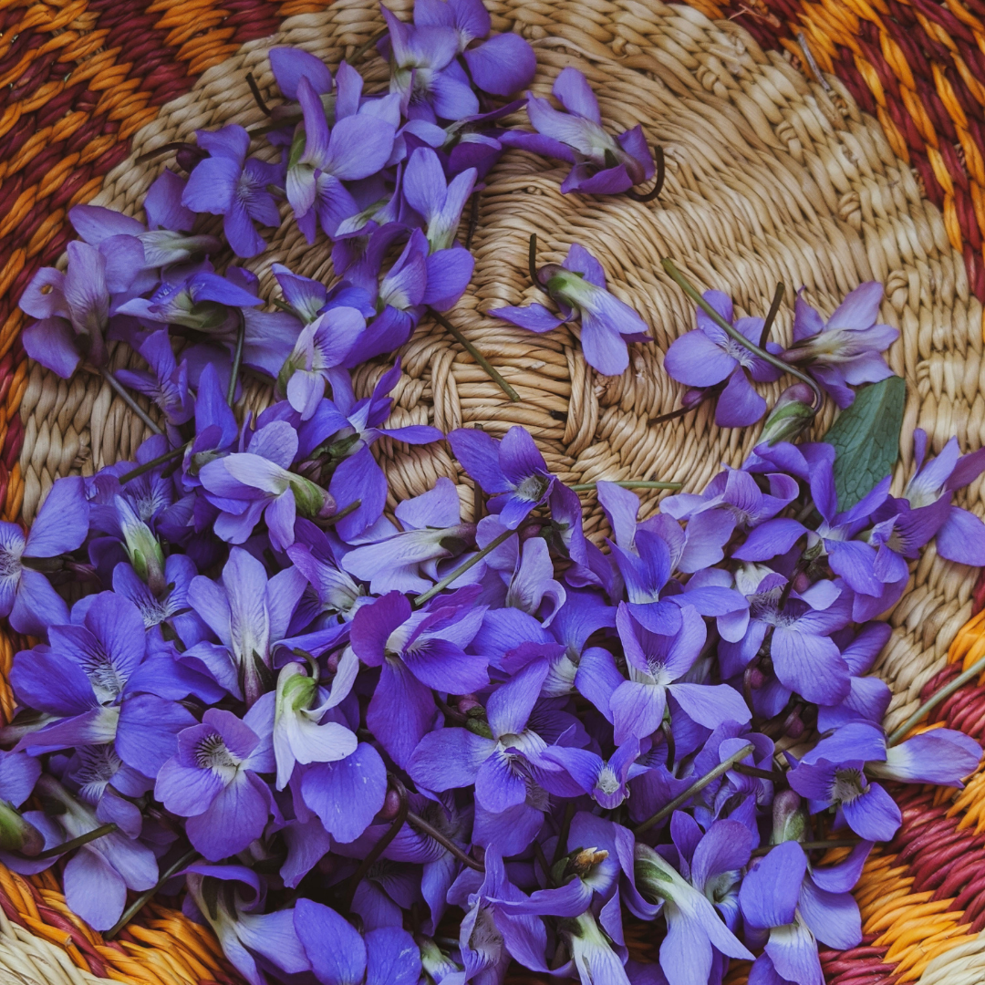 Violet blossoms in a basket