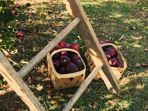 apple picking