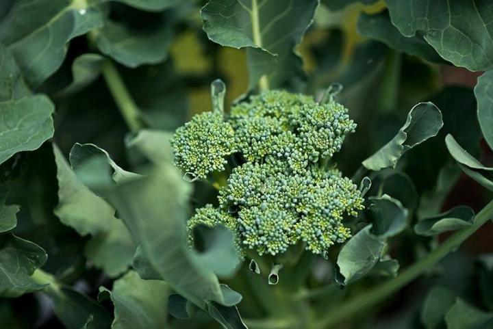 aspabroc-broccoli-superseeds-com_full_width.jpg