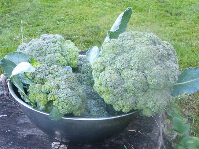 broccoli4.jpg