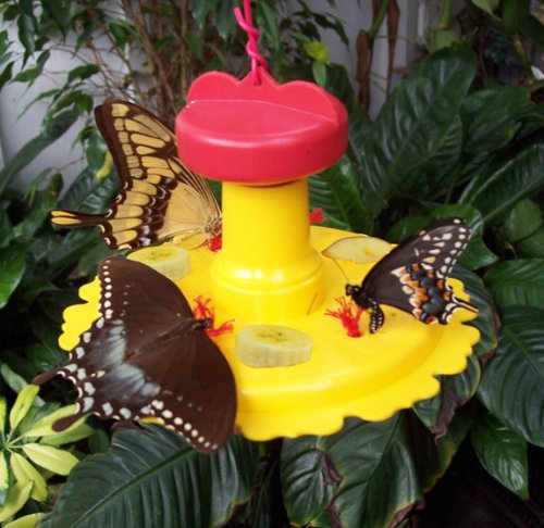butterfly-feeder_0.jpg