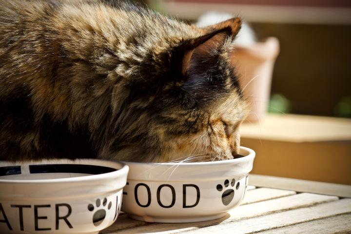cat eating out of a food dish