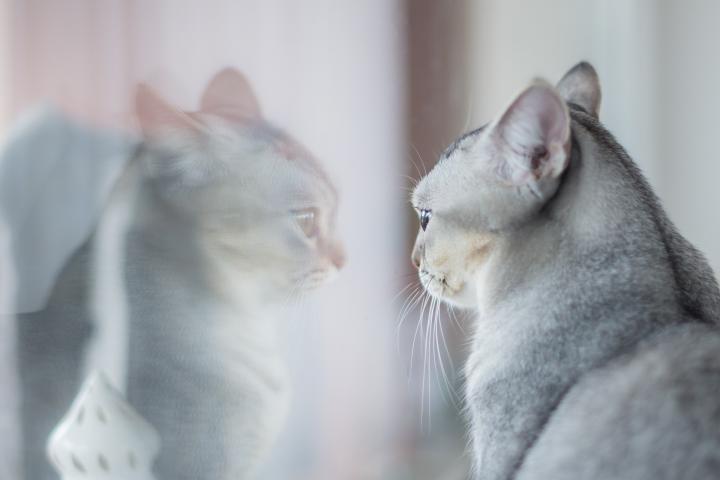 cat-mirror_full_width.jpg