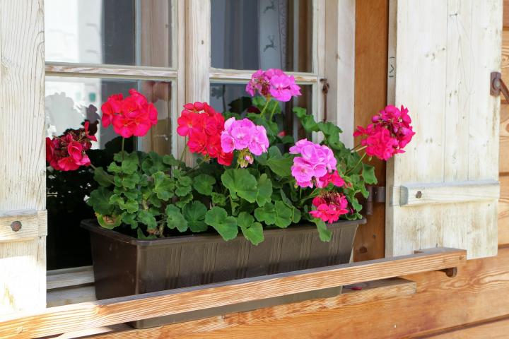 flower-box-466049_1920_full_width.jpg