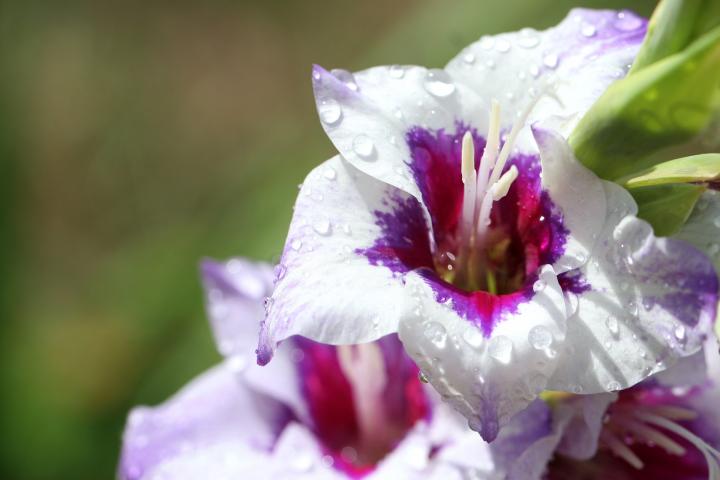 gladiolus flowers