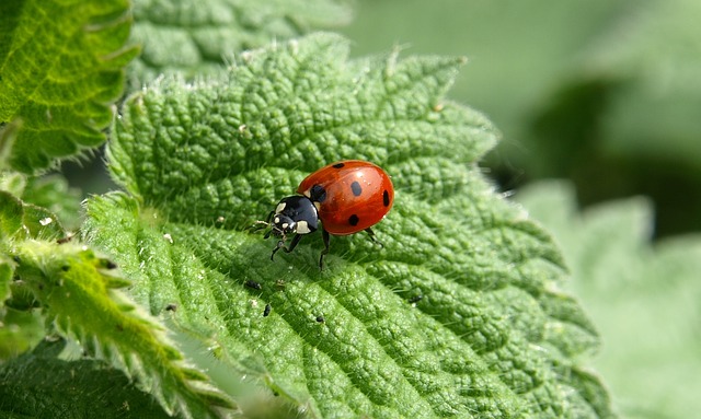 ladybug-349456_640.jpg