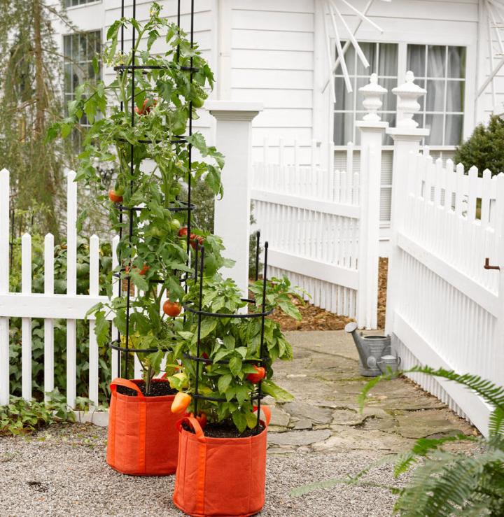 https://www.almanac.com/sites/default/files/users/Catherine%20Boeckmann/tomato-grow-bag_full_width.jpg