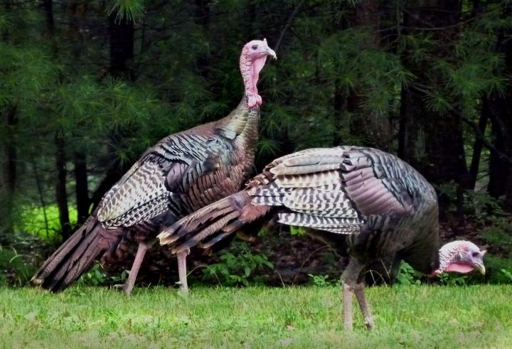 wild turkeys in a field by the woods