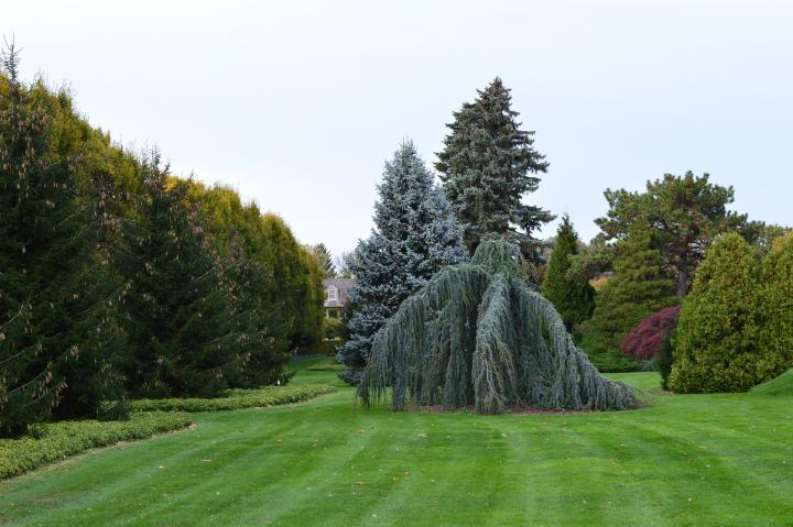 Ornamental trees in a garden.