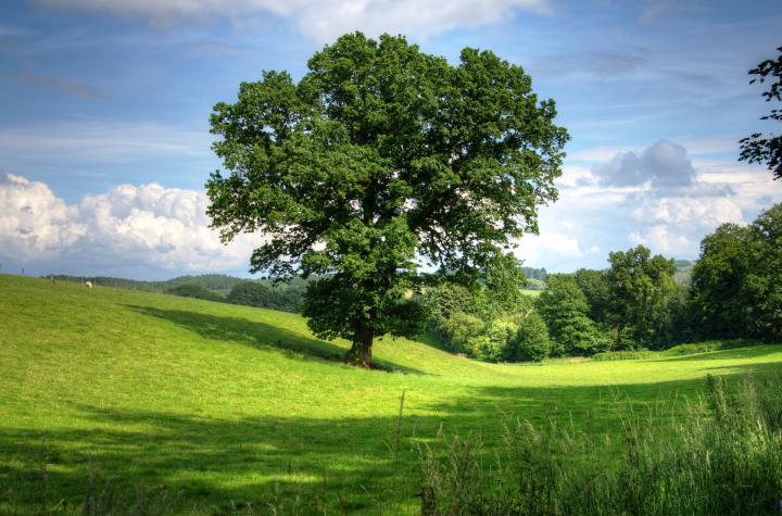 Tree in a field.