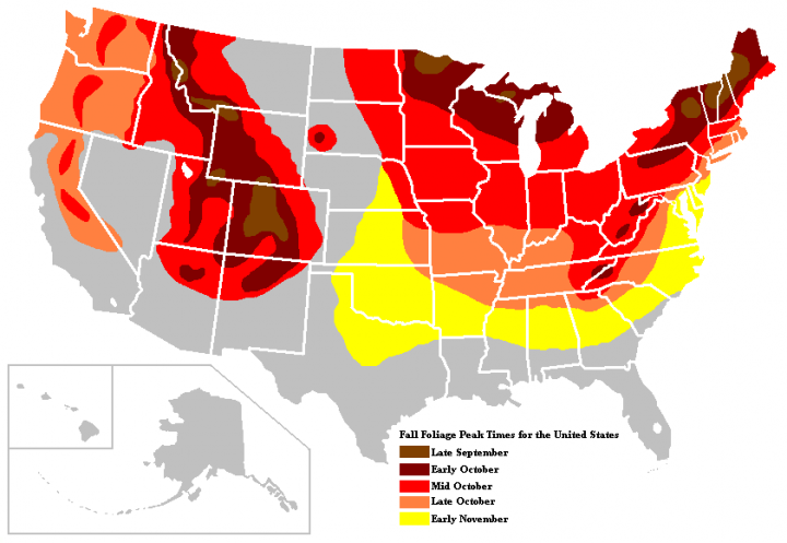 Autumn Fall Leaves Chart