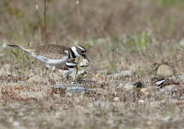 Two newly hatched killdeers get their bearings while the adult removes their eggshells. Photograph by Len Medlock
