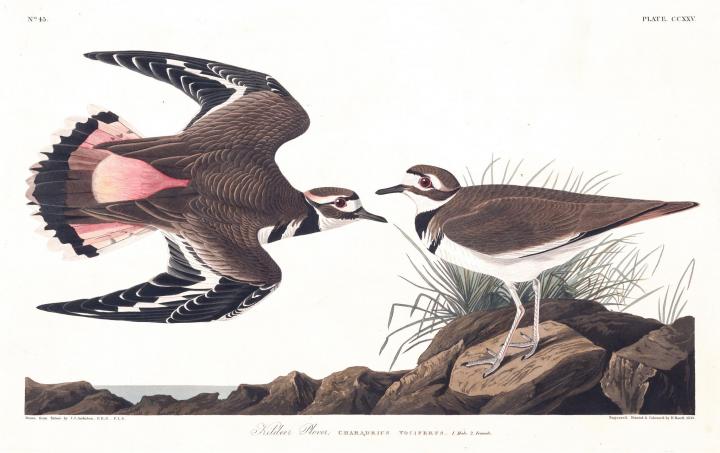 John James Audubon's depiction of the Killdeer (Charadrius vociferus)