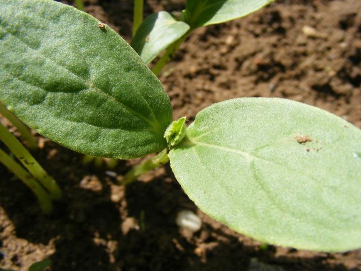 Seedling Identification Chart