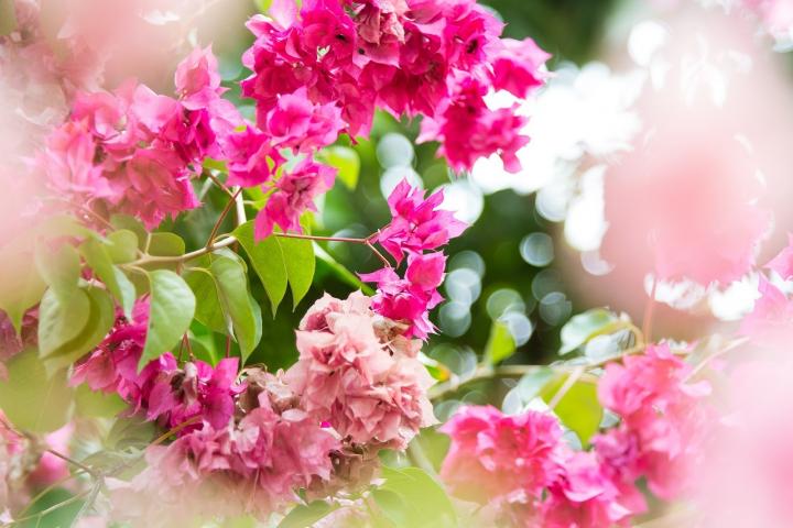flowers-spring_full_width.jpg