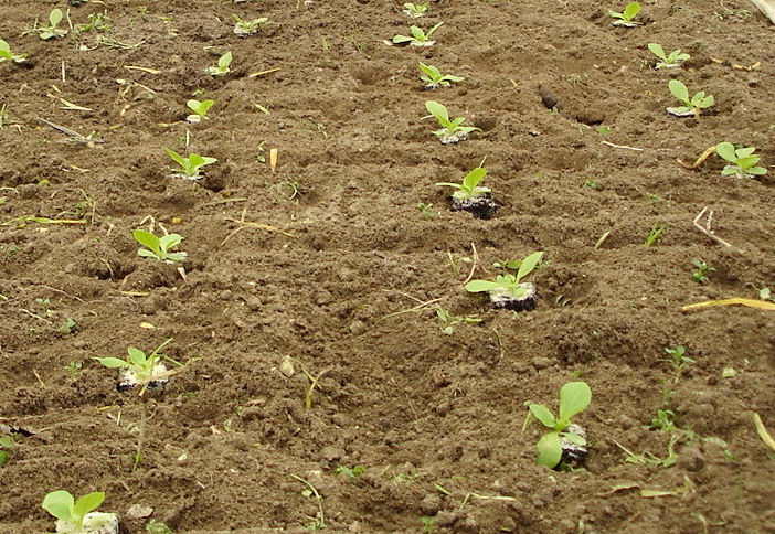 Lettuce seedling, by Tepeyac (Own Work) via Wikimedia Commons