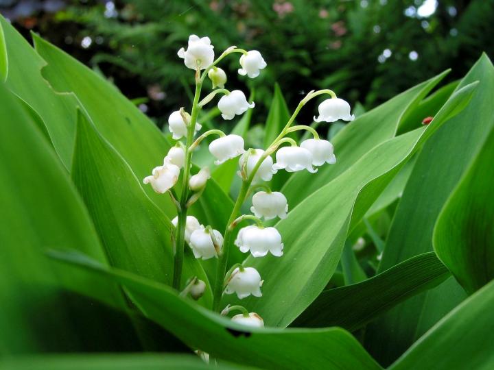 lily-of-the-valley-updated-1280x960px_pixabay_full_width.jpg