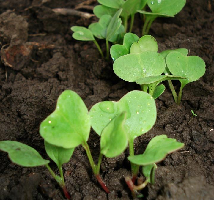 Radish seedling