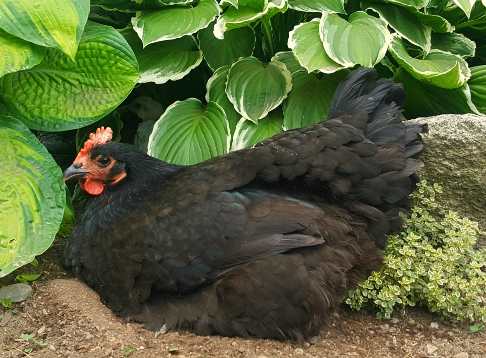 An Australorp hen rests among thyme and hostas.
