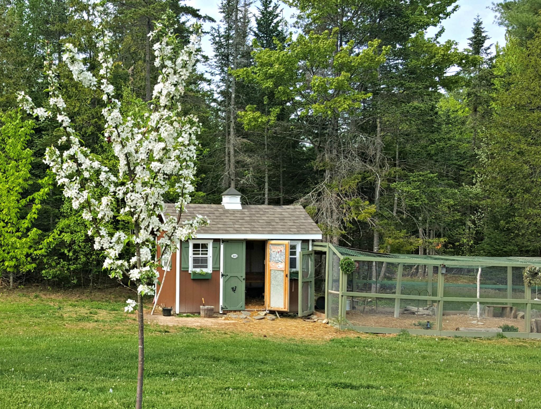 Chicken Runs Saltbox Designs