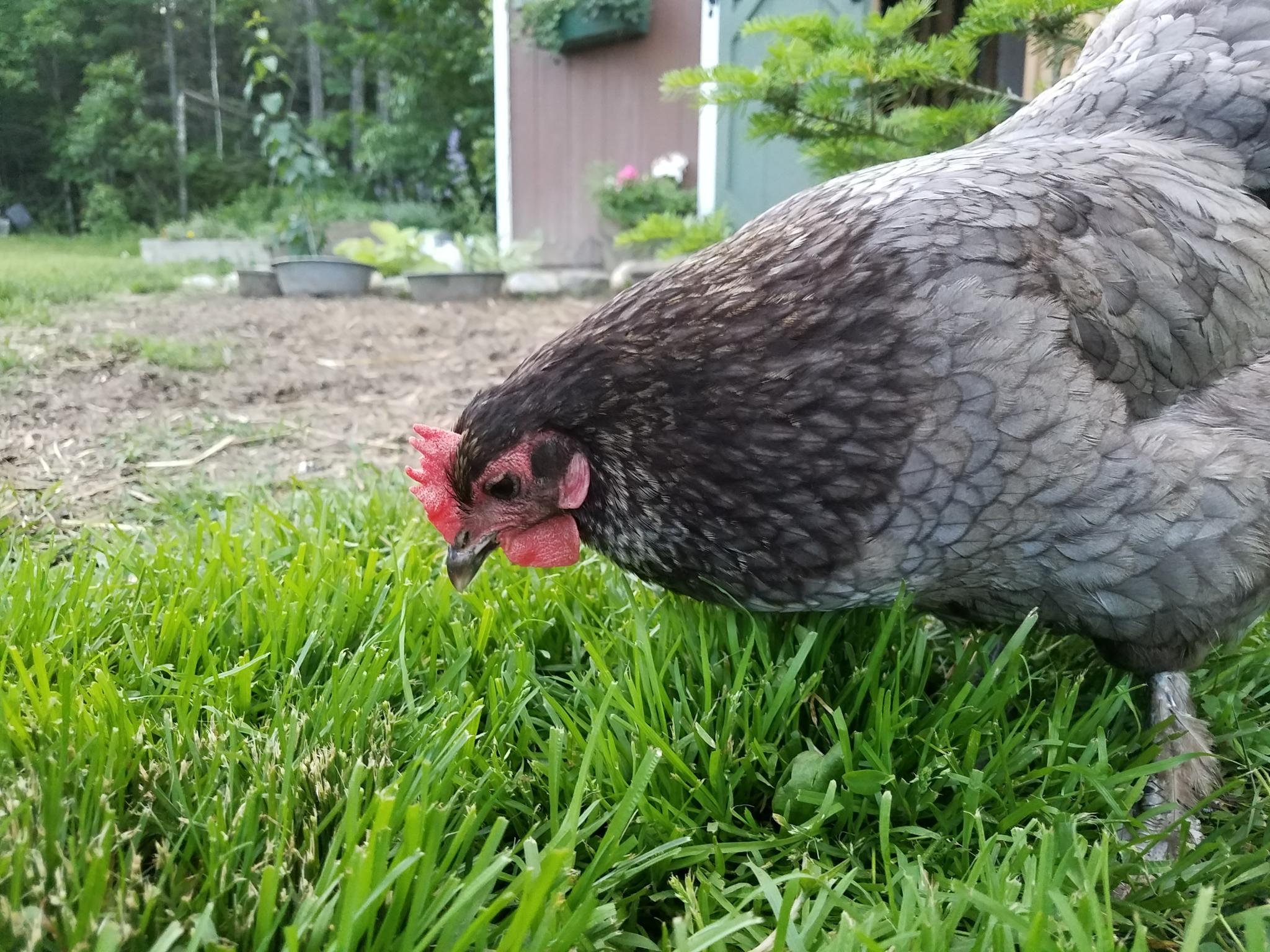 An Olive Egger carefully combs the grass for tasty grubs.