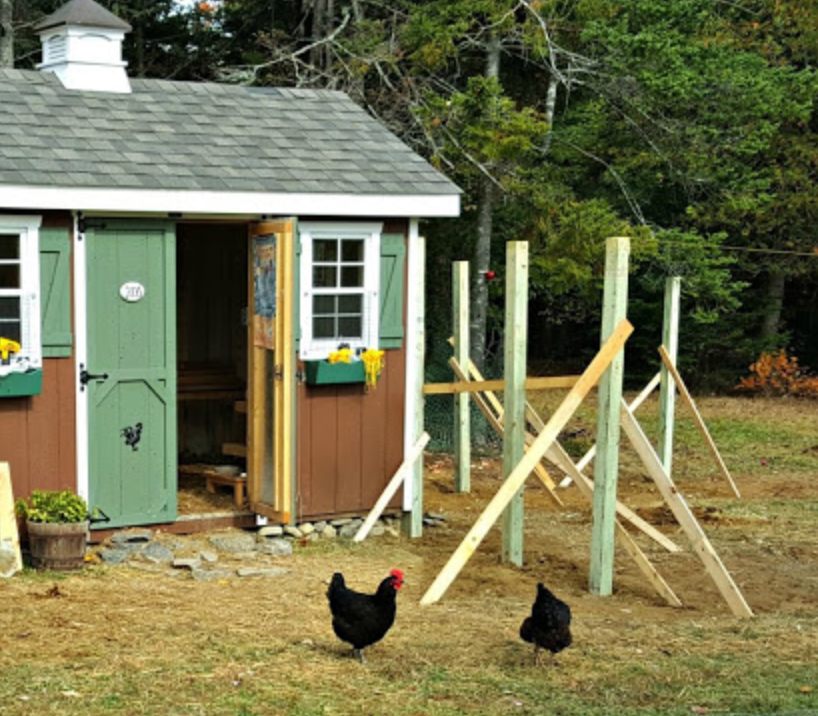 How To Build A Predator Proof Chicken Run The Old Farmers Almanac
