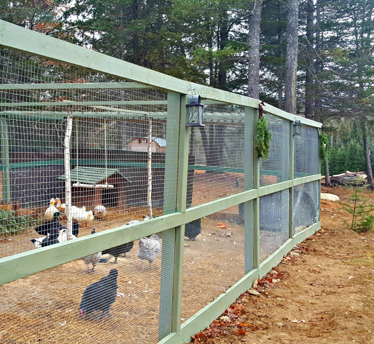 How To Build A Predator Proof Chicken Run The Old Farmer S Almanac