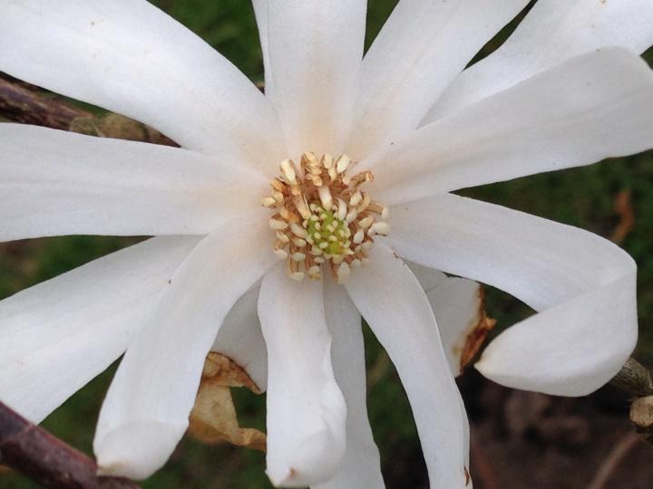 magnolia_stellata_full_width.jpeg