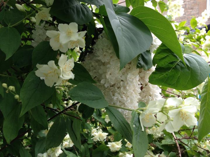 mock_orange_and_white_lilac_full_width.jpeg