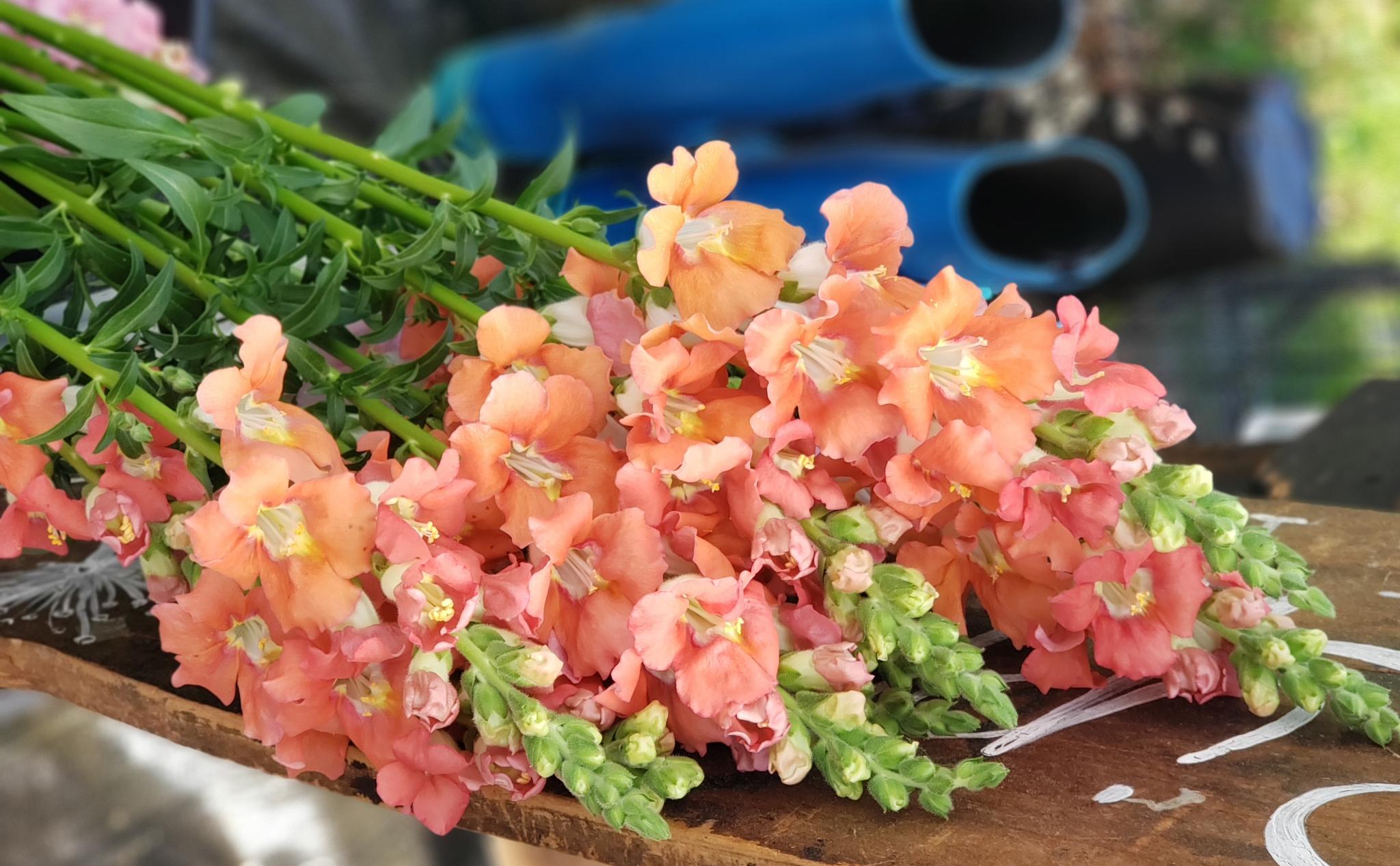 Snapdragon Antirrhinum majus