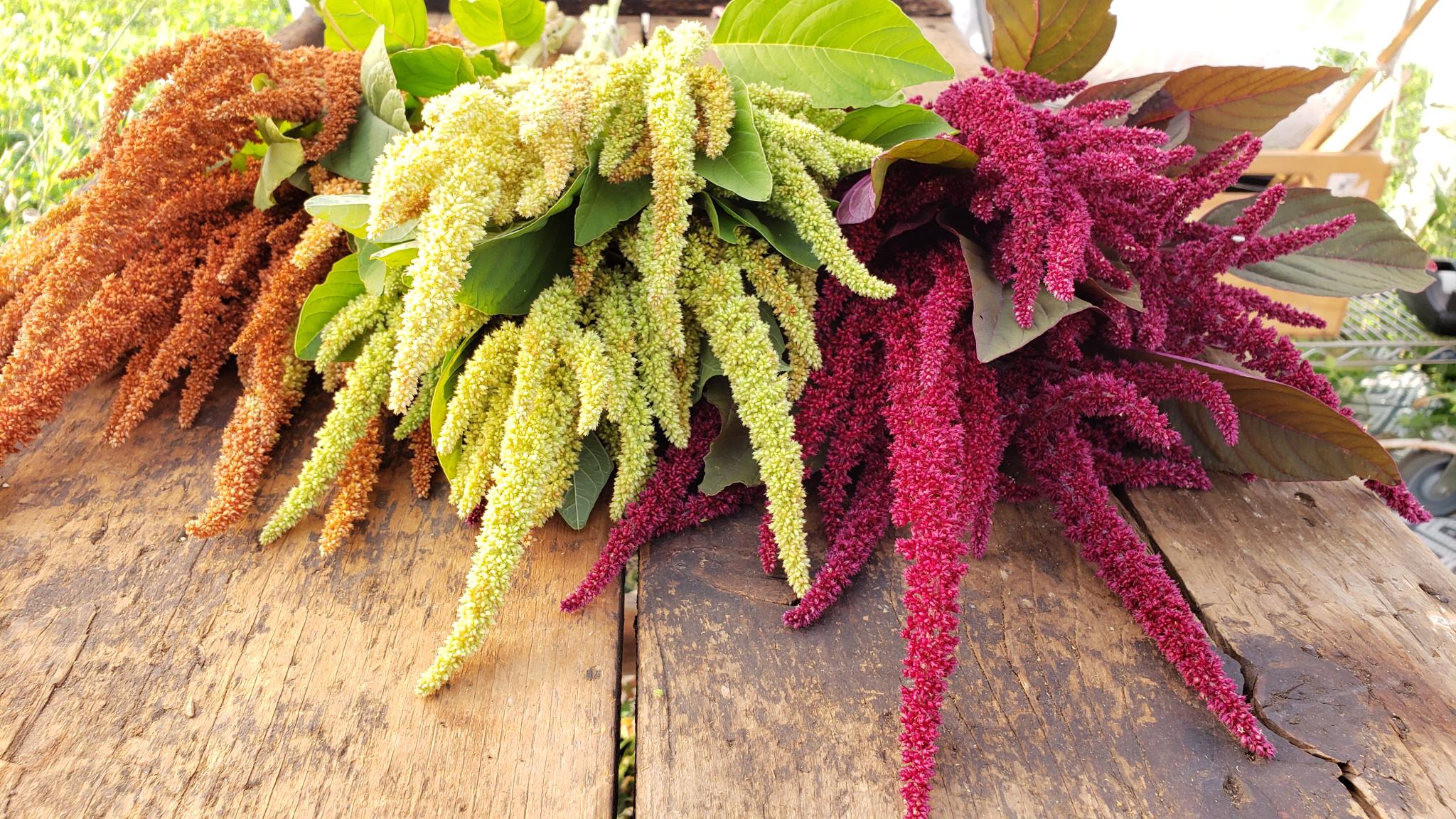  Amaranthus Amaranthus caudatus 