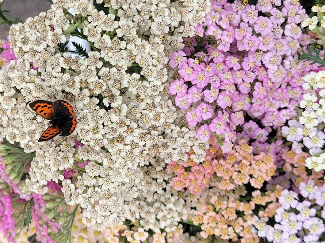  Yarrow Achillea millefolium 