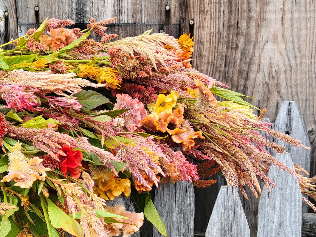 Celosia Celosia spicata 