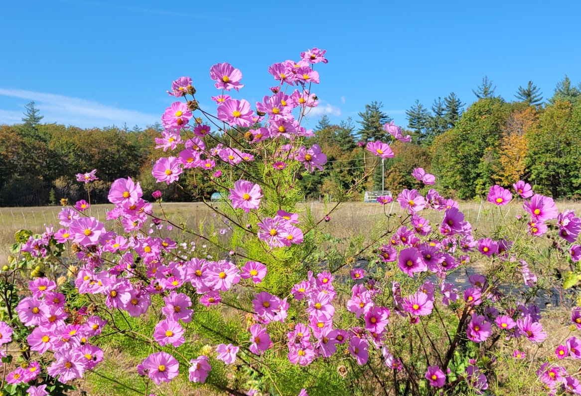 Cosmos Cosmos bipinnatus