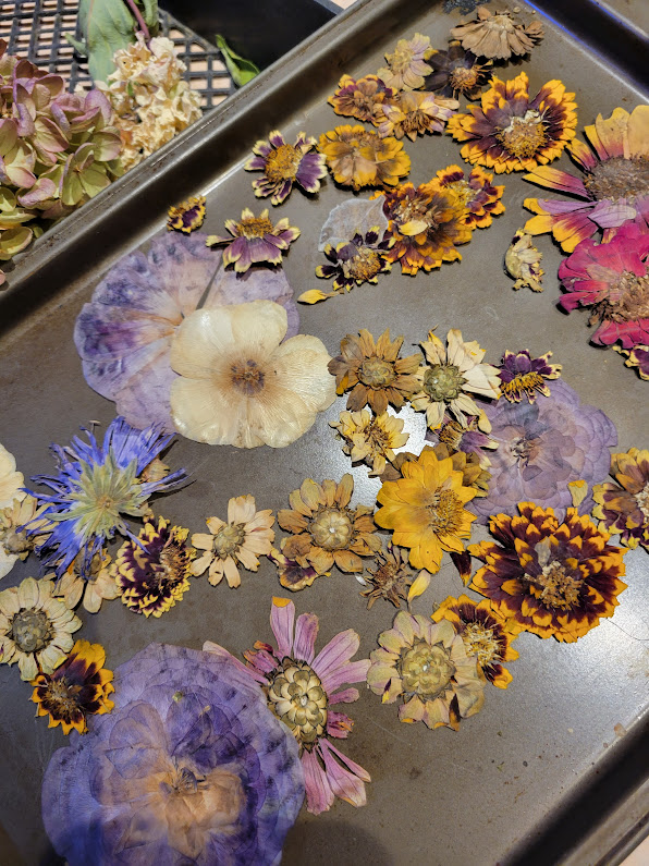 How to Dry Flowers and Get the Best Results Possible  Dried flowers diy,  Pressed flowers diy, Dried flowers