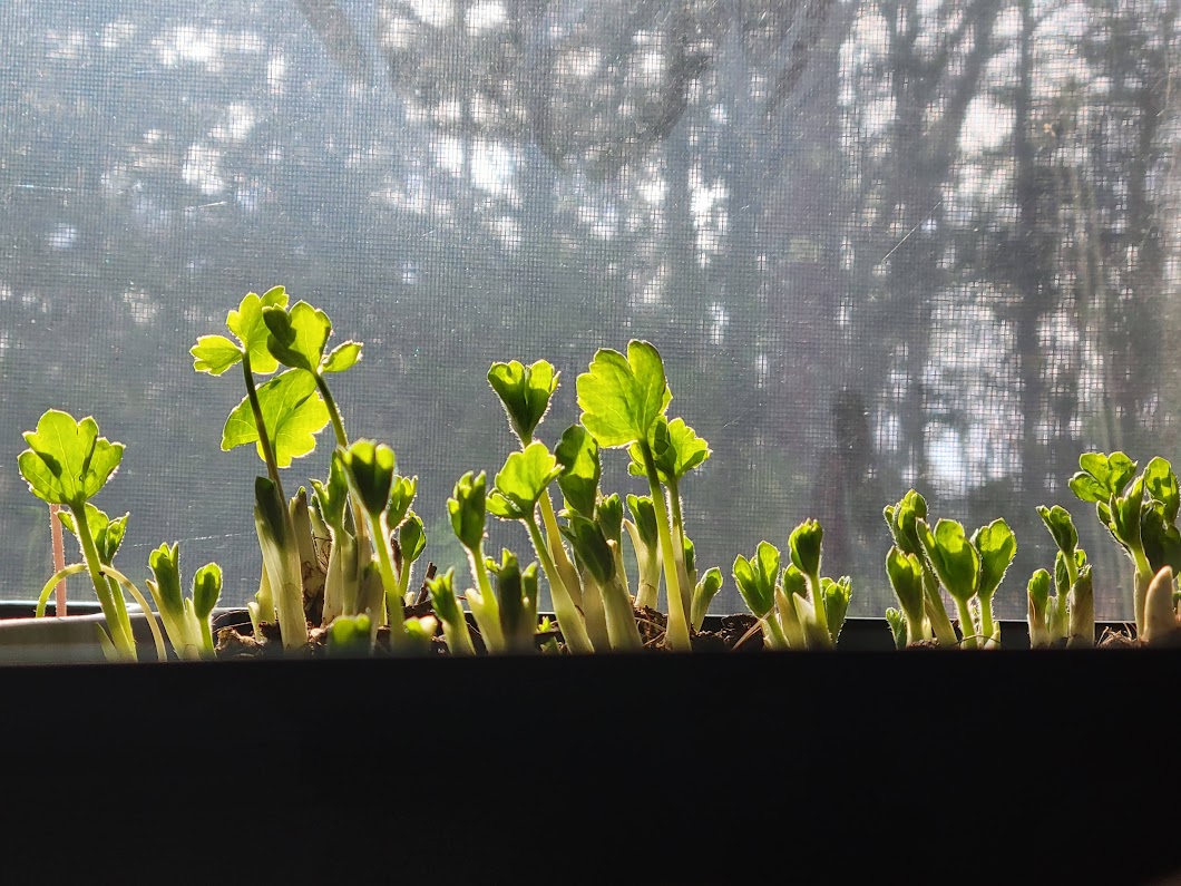 Starting Flower Seeds Indoors: A Step-by-Step Guide