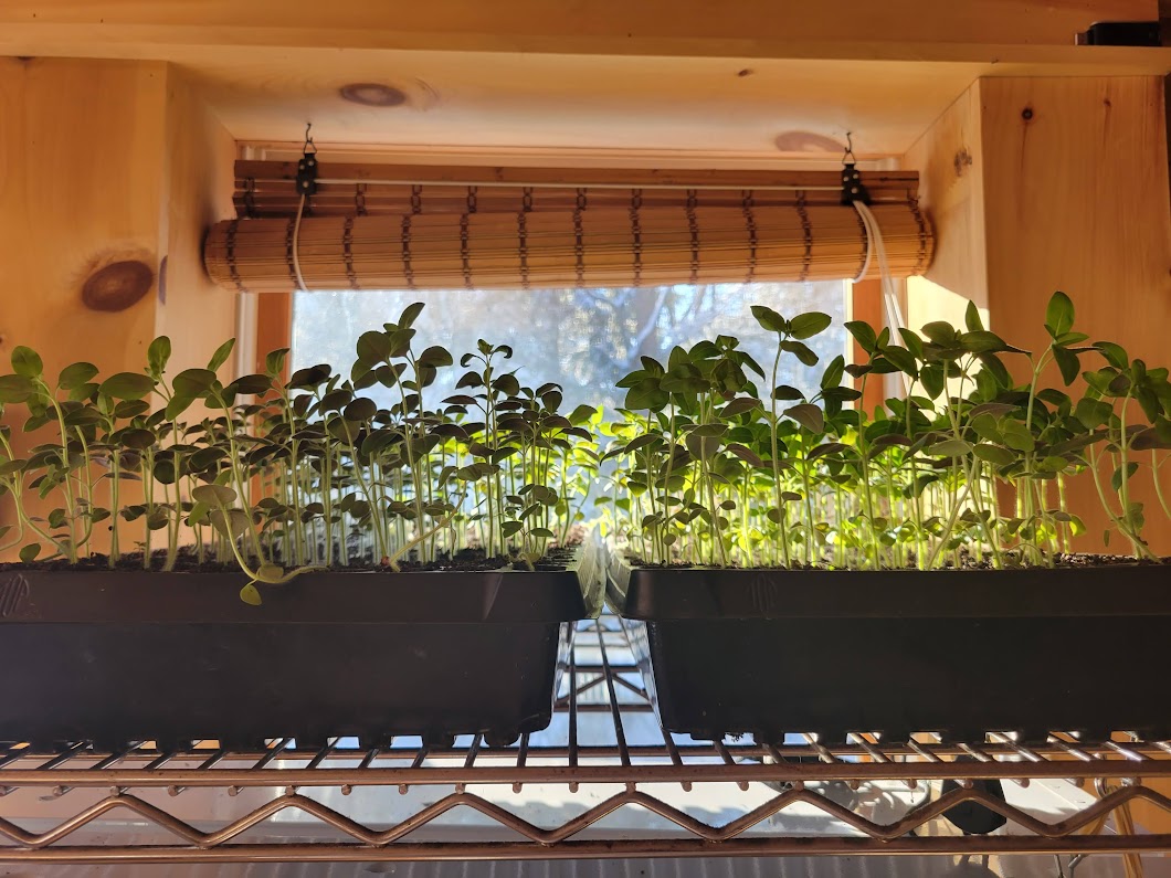Plants growing from seed