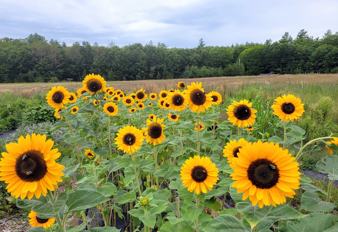 Sunflower Helianthus annuus 