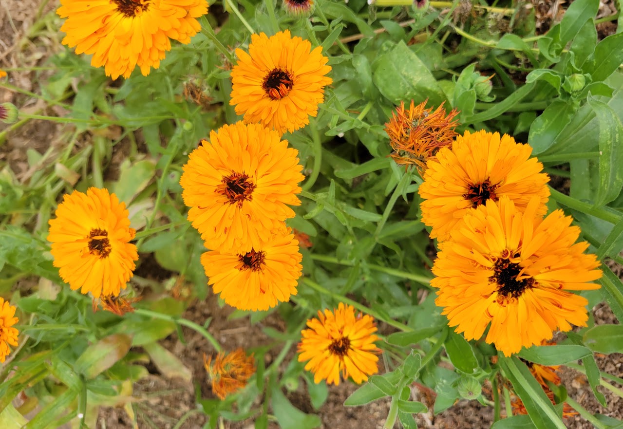 Calendula Calendula officinalis 