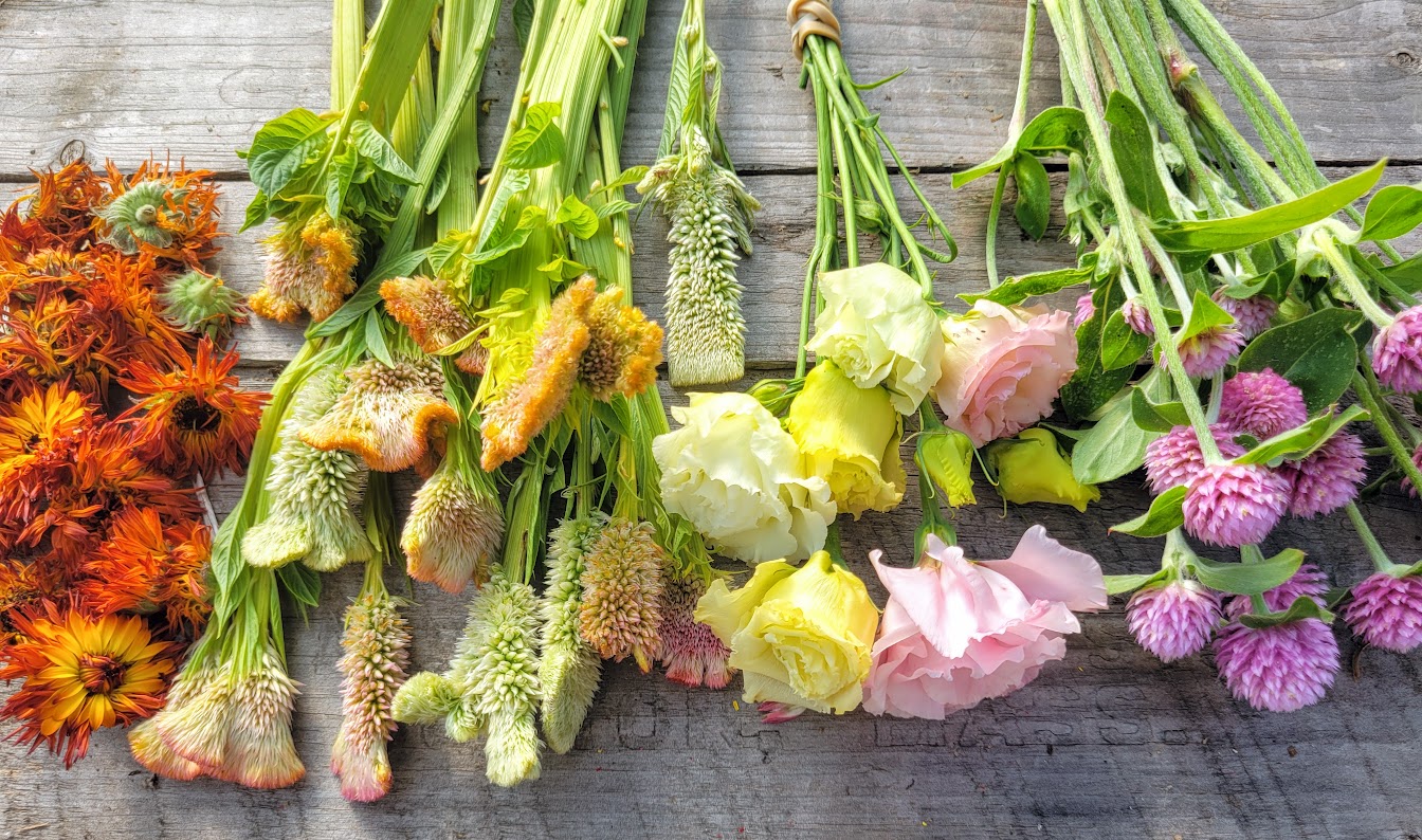 Top tips for the best way to dry flowers from your garden