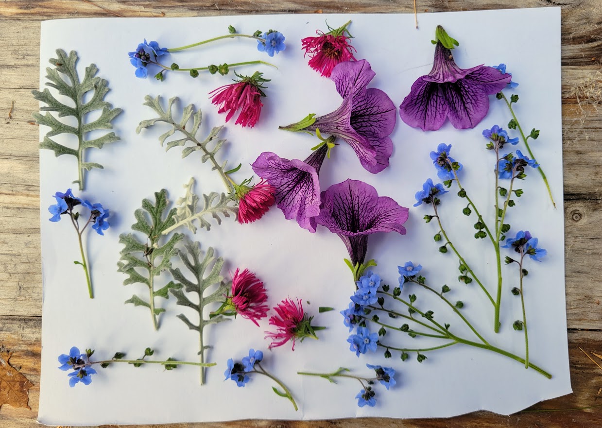 How to Dry Flowers