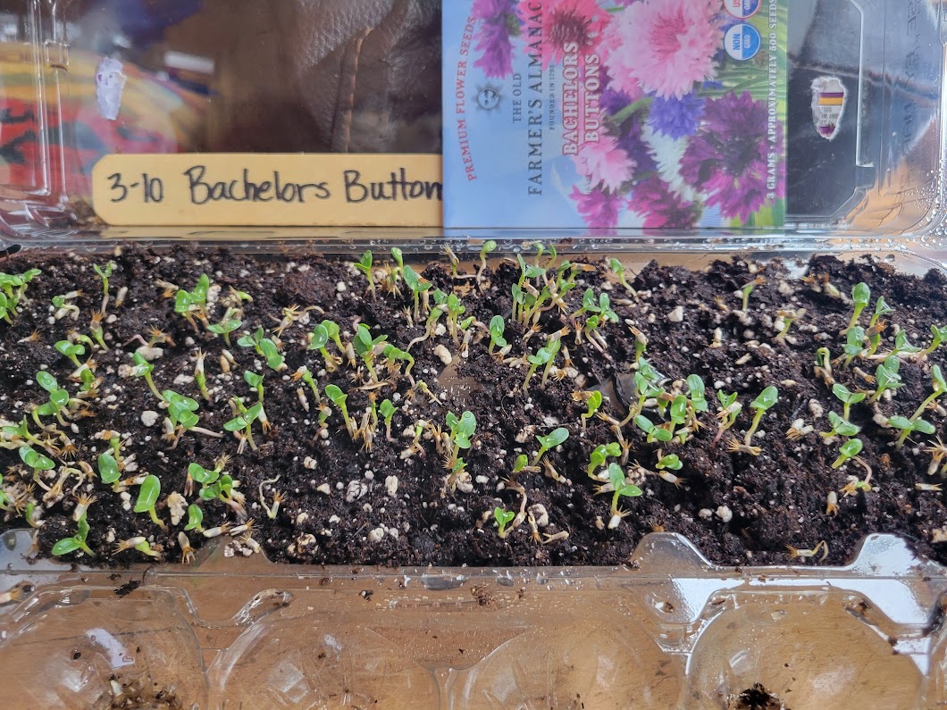 Seedling Heat Mats to Start Seeds Indoors