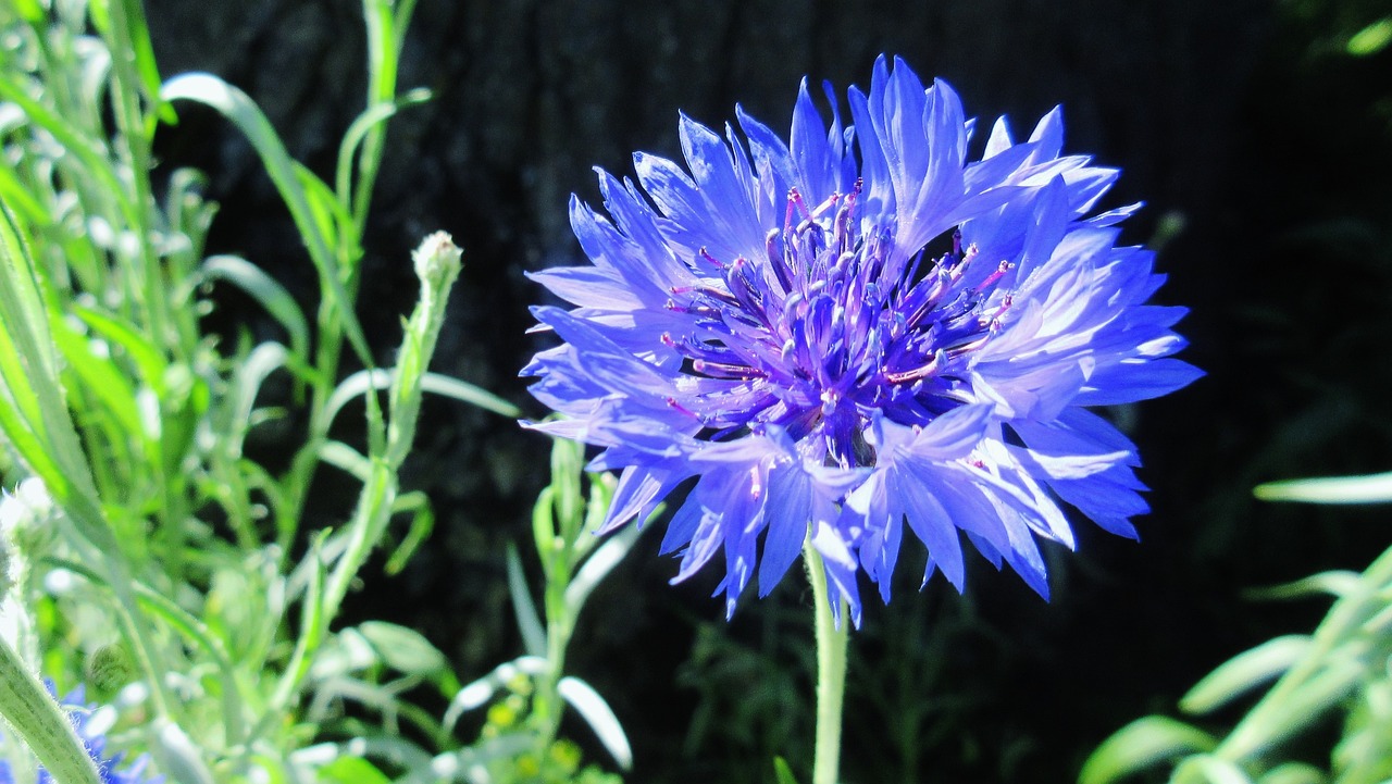 Bachelor’s Button, aka Cornflower Centaurea cyanus