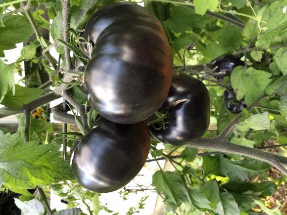 10 Blue Tomato Seeds DAMASCUS STEEL Vegetable Garden-Unusual-Striped Fruits-Rare