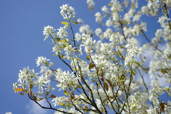 Amelanchier-324303_1920_full_width.jpg