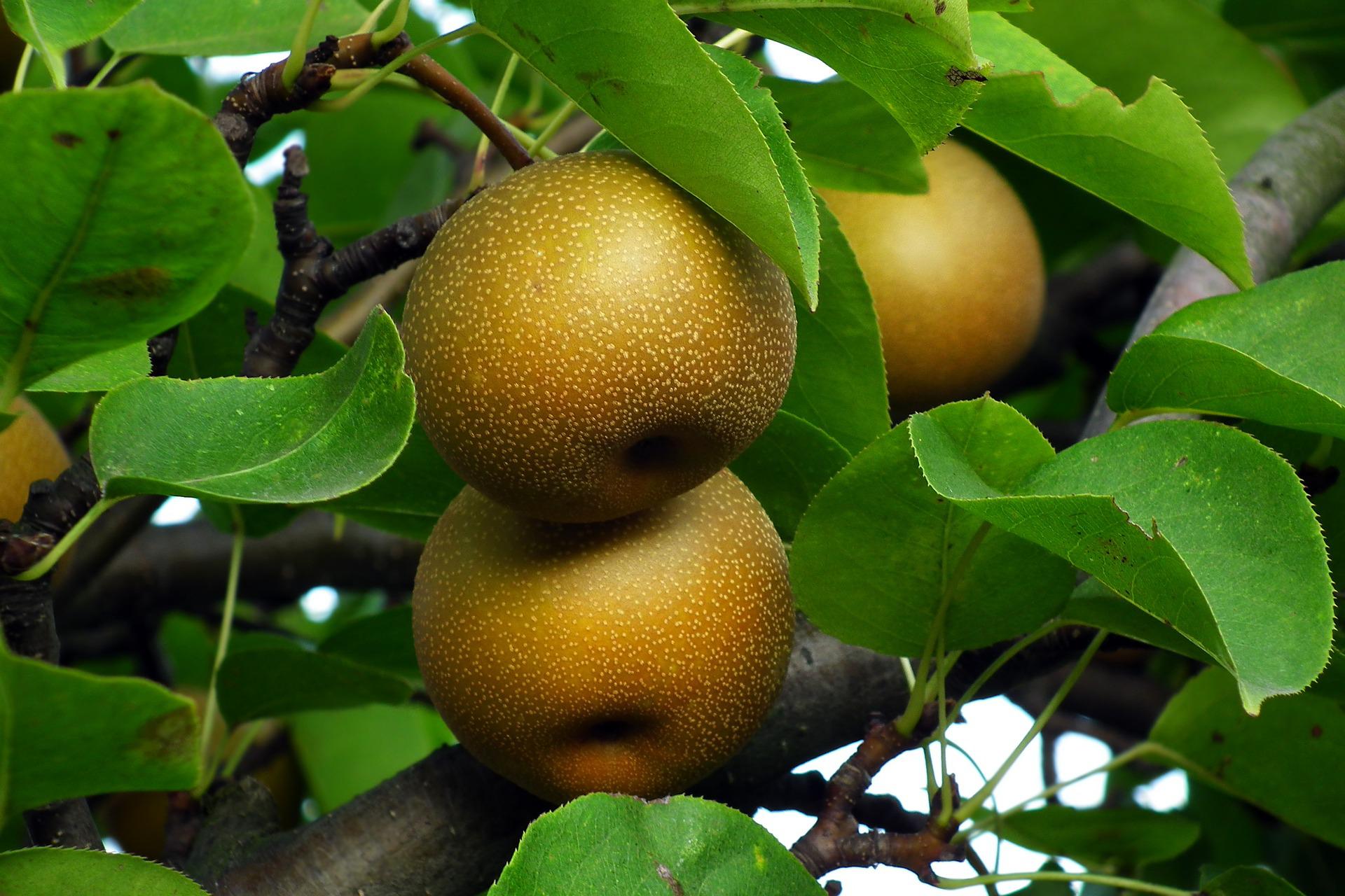 Fruit growing is. Груша сорт Нэши. Азиатская груша Нэши. Груша японская секуи. Нэша яблоня груша.