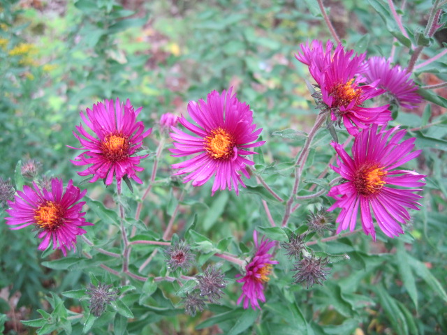 asters_005.jpg