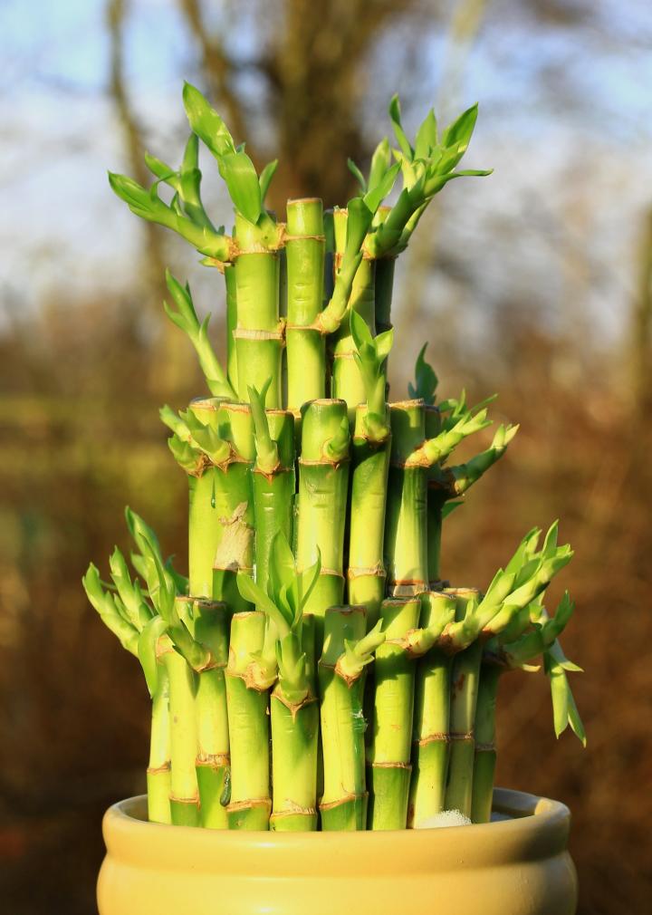 Tall Lucky Bamboo Plants