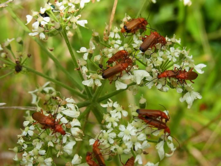 Red soldier beetles